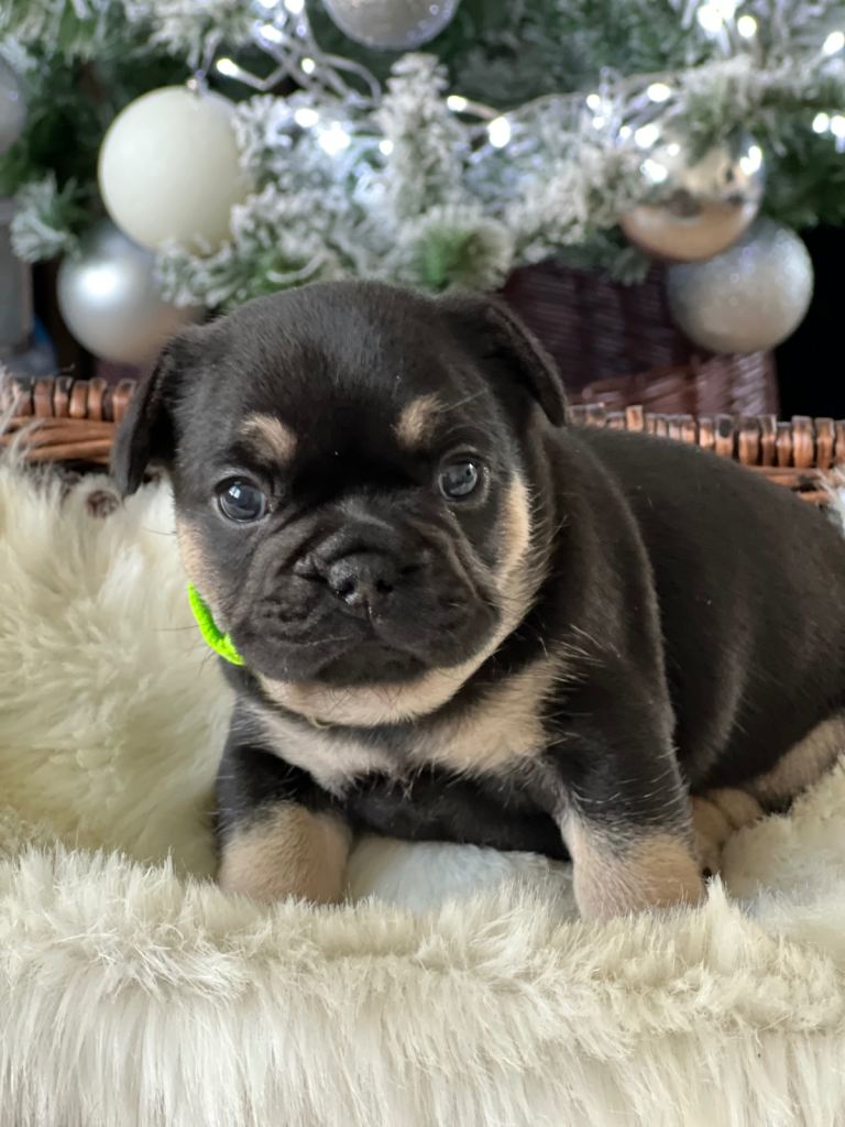 Stunning KC French Bulldog puppies