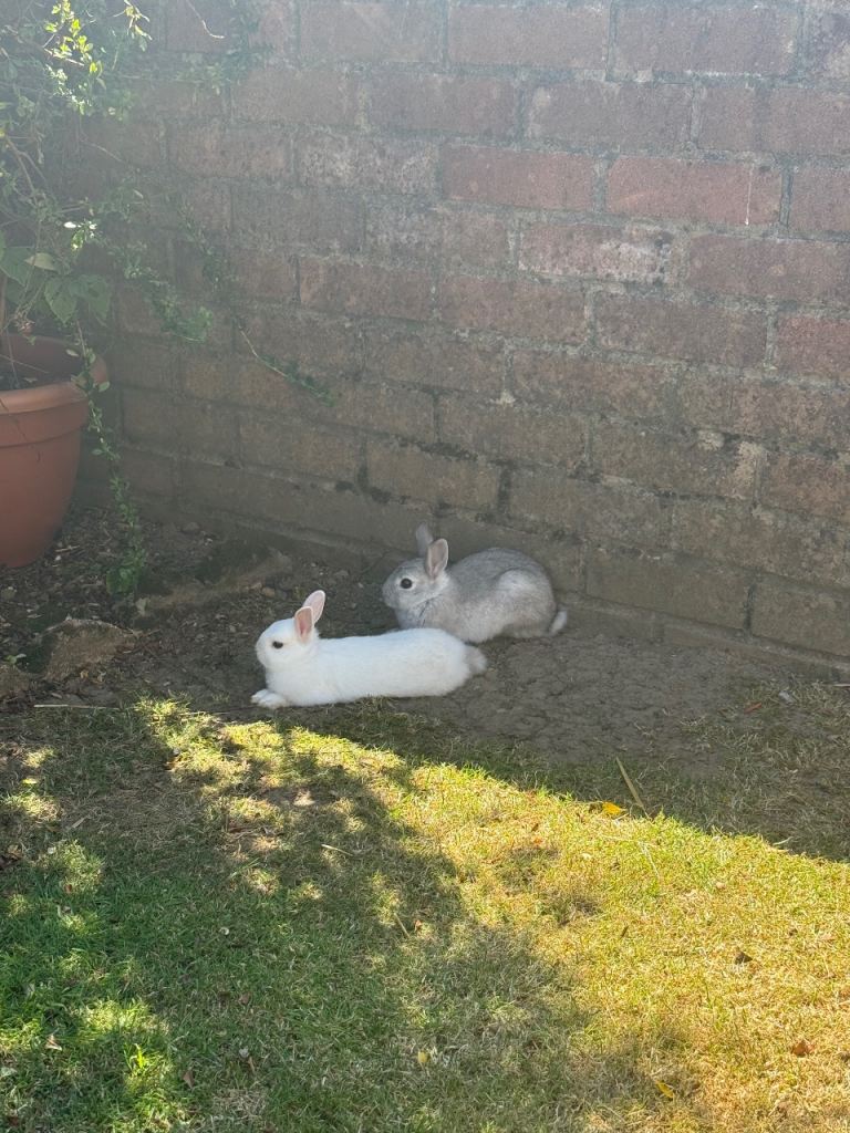 BabyNetherland dwarf rabbits
