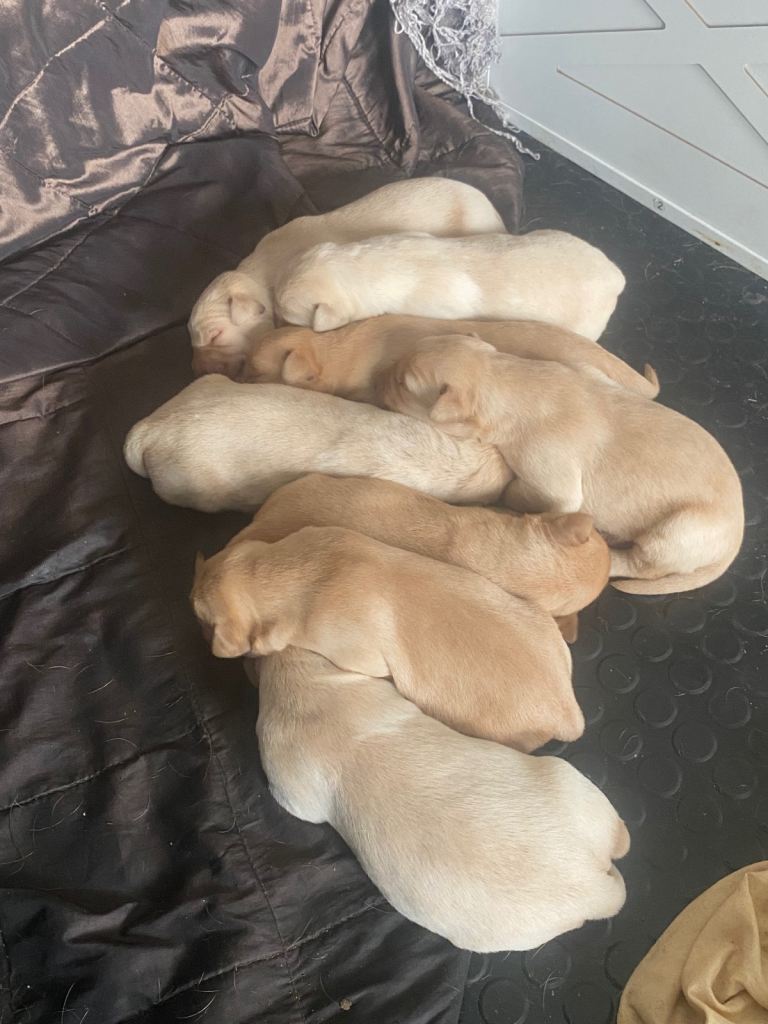 Kc lab pups