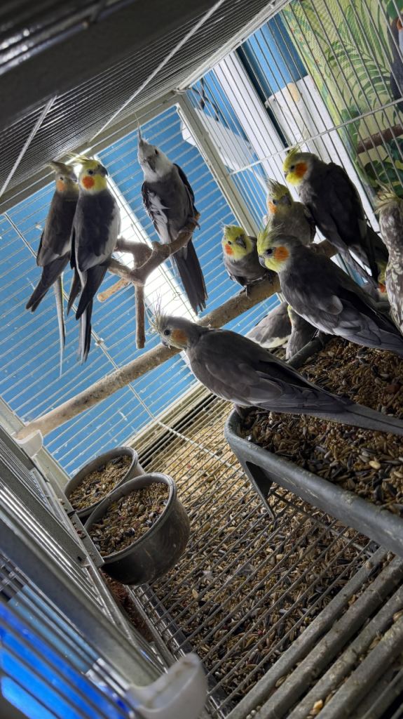 Cockatiels Glasgow 