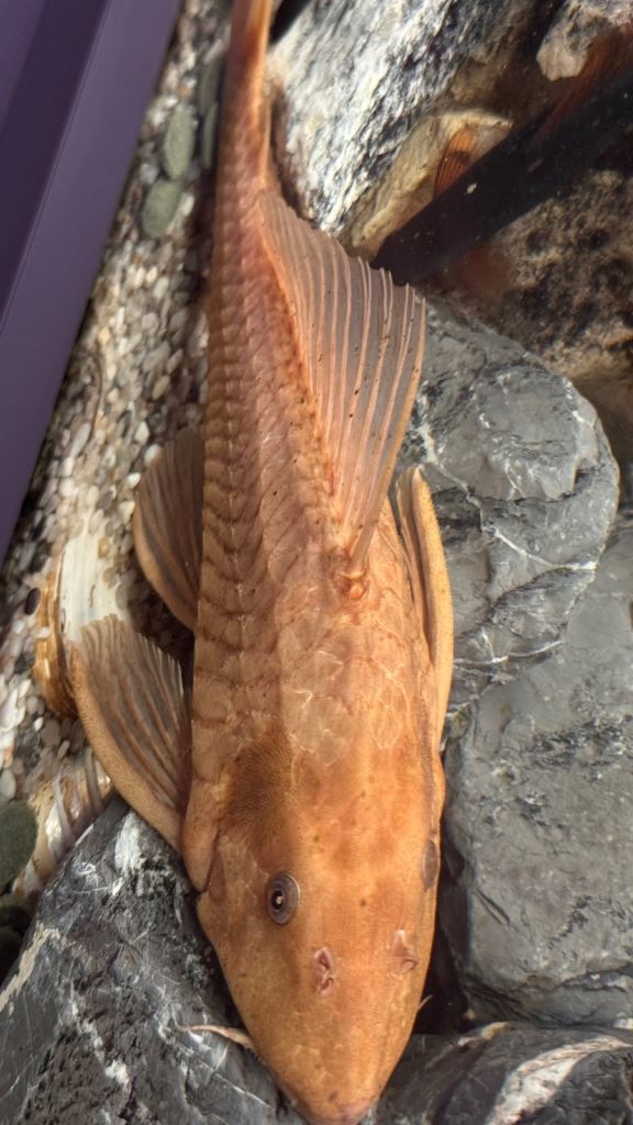 Albino  Plecostomus Large &  Featherfin Catfish (Synodontis eupterus)