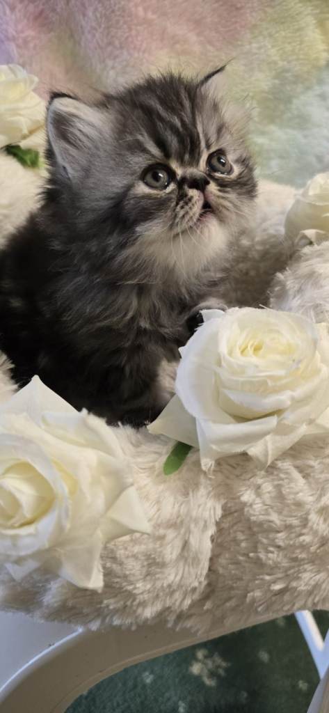 2 pure bred persian kittens 