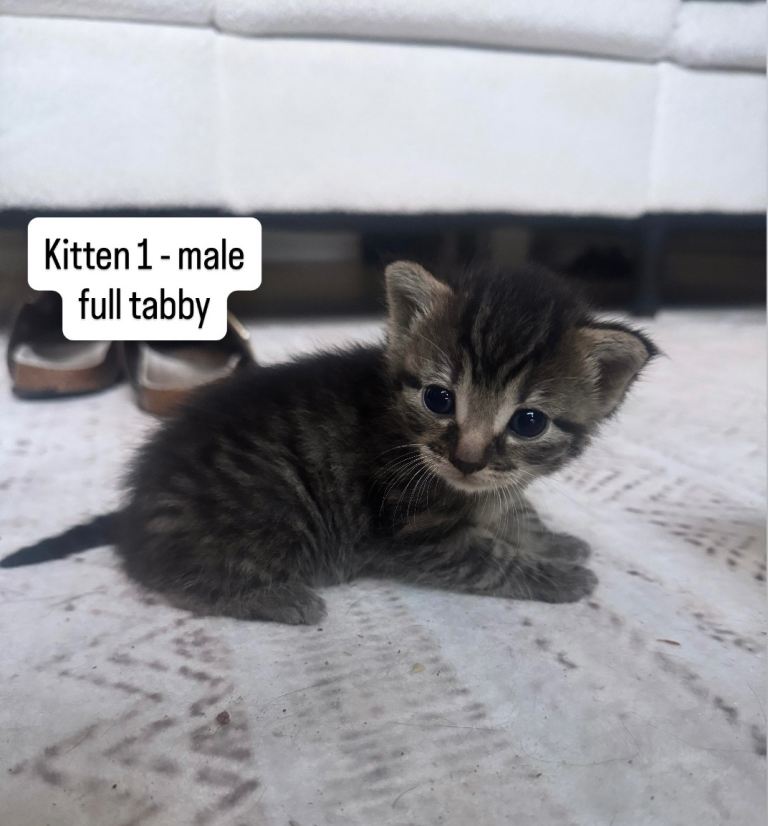 x4 kittens - x1 girl & x3 boys 