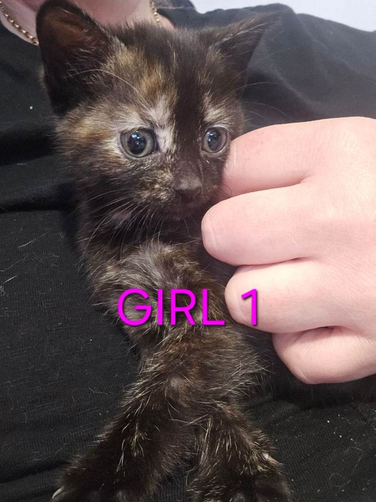 Kitten's £250