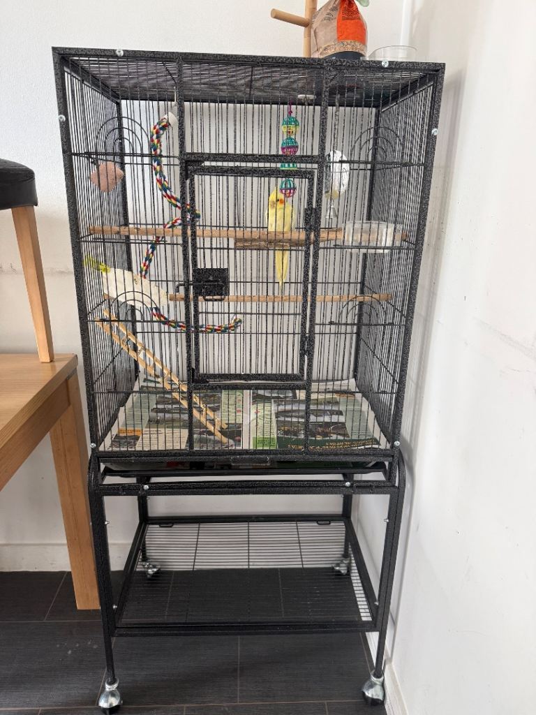 Cockatiel and Cage