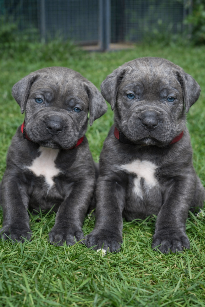 Cane Corso Puppies – Elite Champion Bloodlines