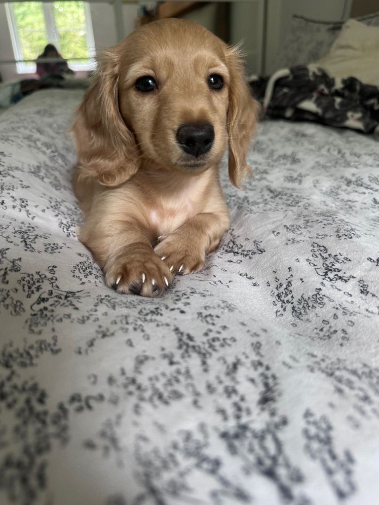 REDUCED READY TO GO! last boy stunning long haired miniature dachshunds 