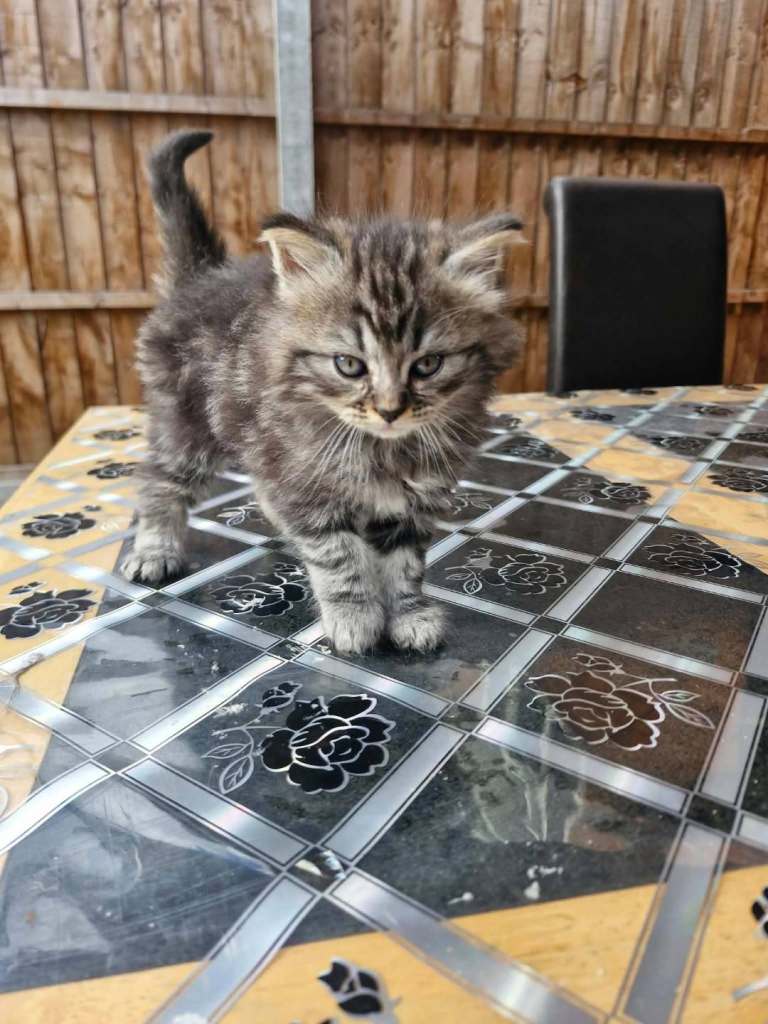 🐾 Adorable British Kittens Looking for Their Forever Homes! 🐾