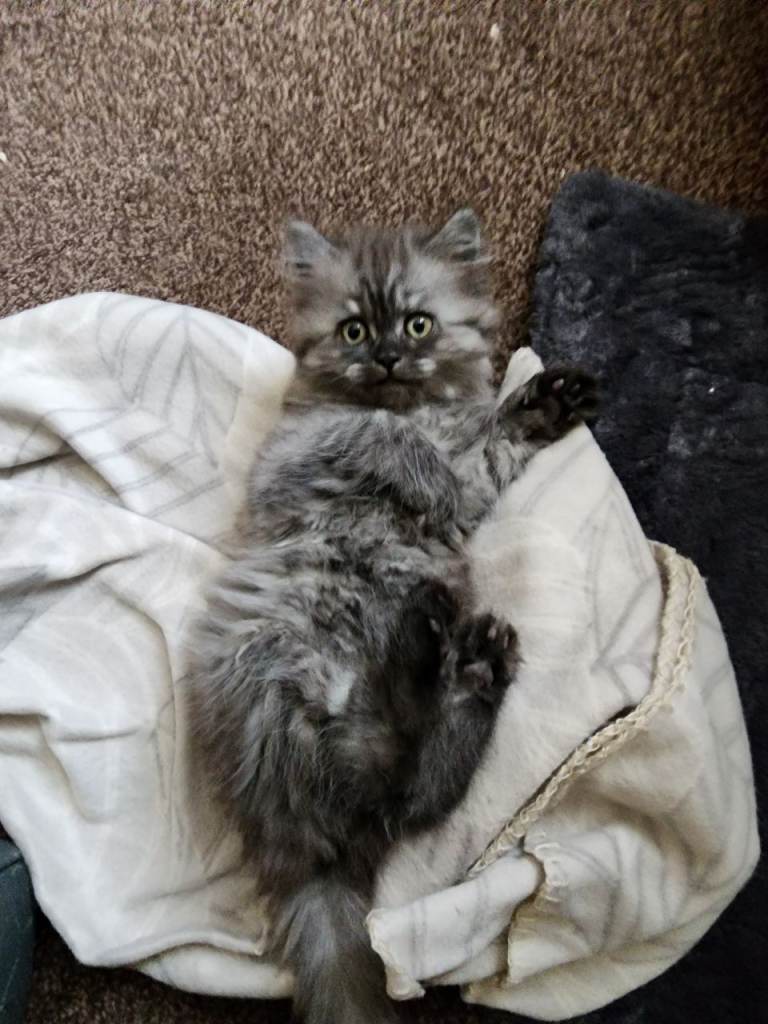 1 beautiful female kitten(gone to her forever home now)