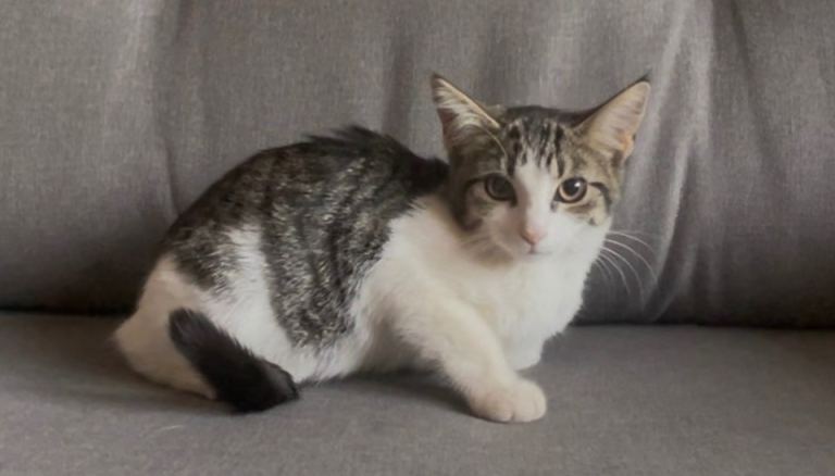 Beautiful Kittens Looking for New Homes
