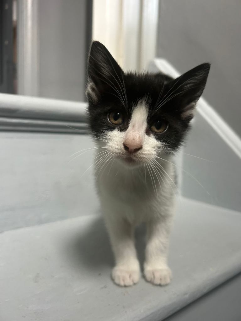 3 Beautiful Kittens  9 weeks old Ready New Home 