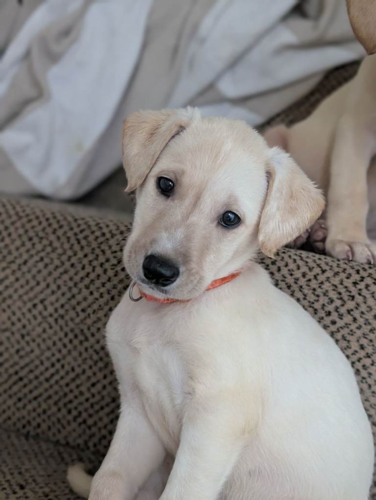 Gorgeous cross Labradors 