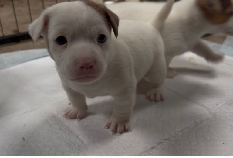 Good strong Miniature Jack Russell terrier puppies 
