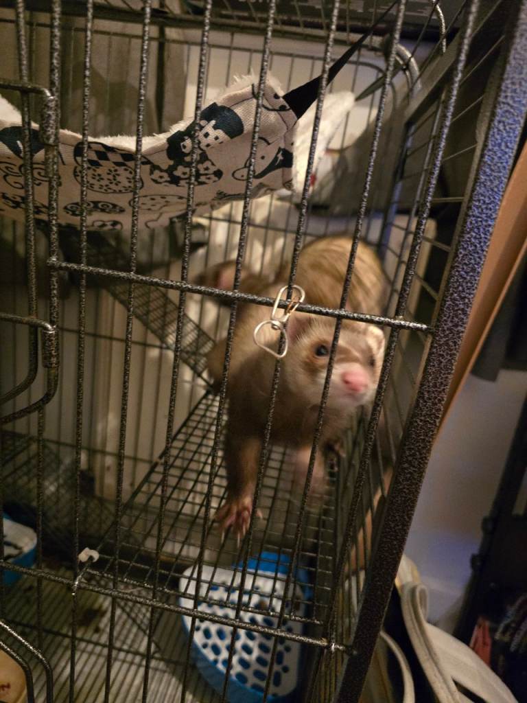 2 male ferrets and cage for sale