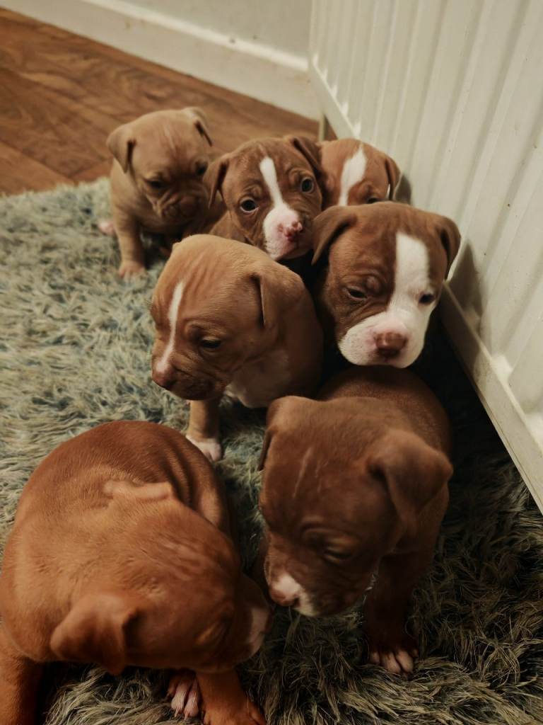 Puppies for sale