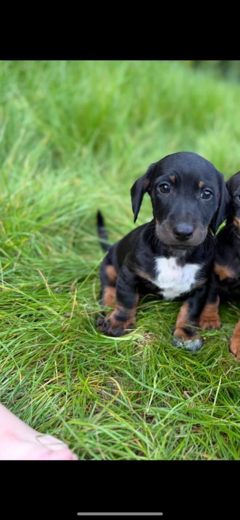 Dachshund cross jack russell puppies 
