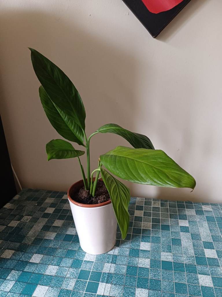  Healthy Pich Lilly indoor plants 