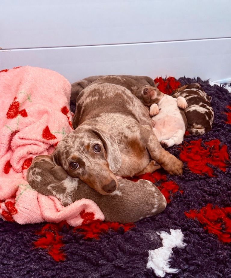 Health Tested Miniature Dachshund Puppies 