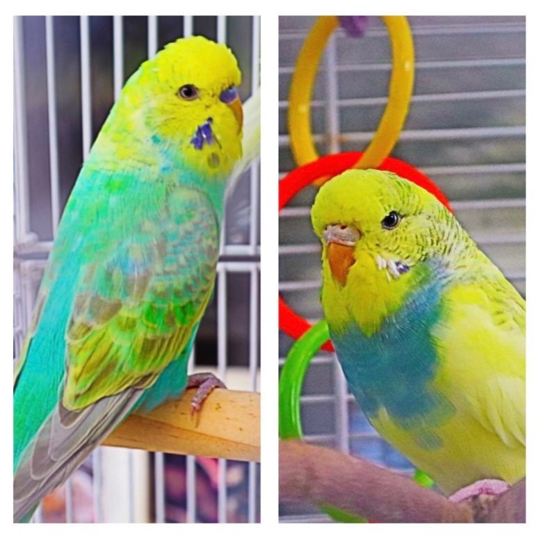 Beautiful budgies 