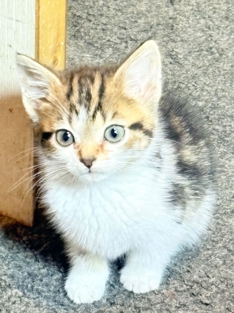 gorgeous kittens