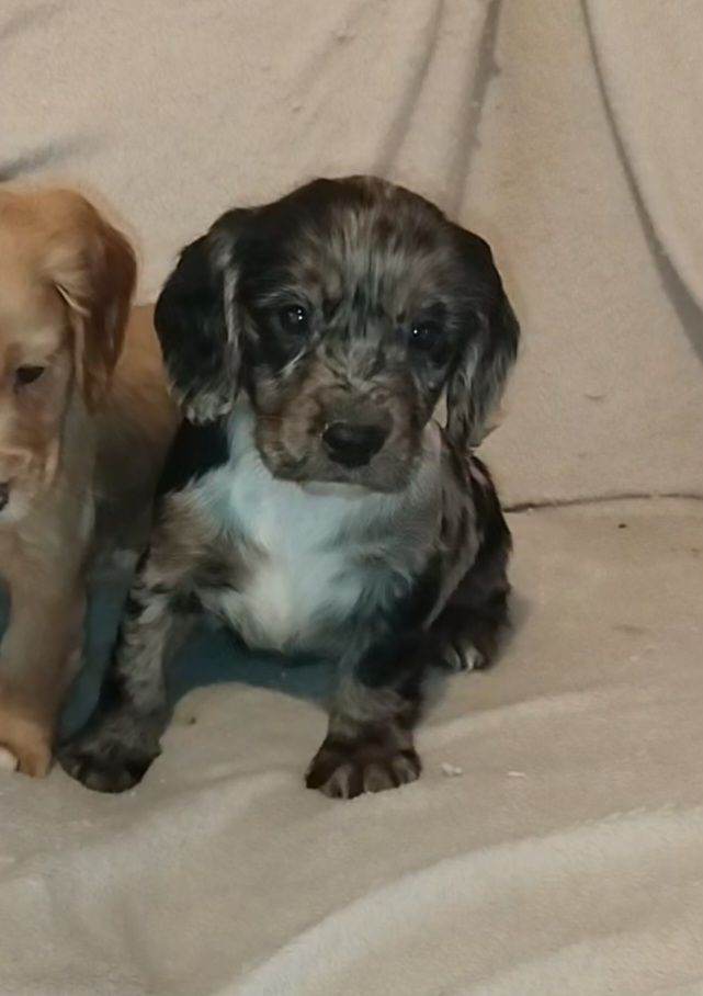 Cocker spaniel puppies