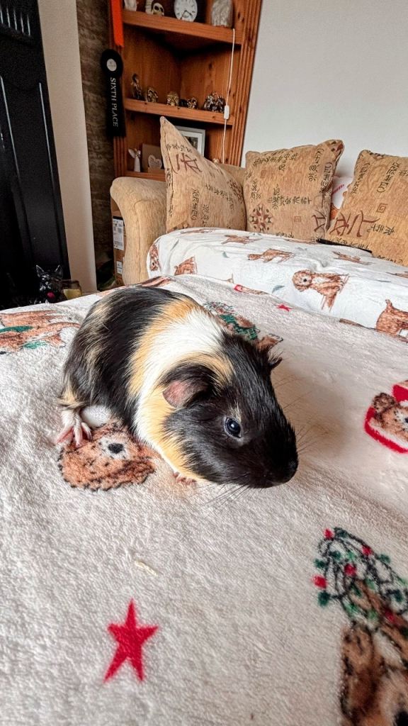 Male Guniea Pig