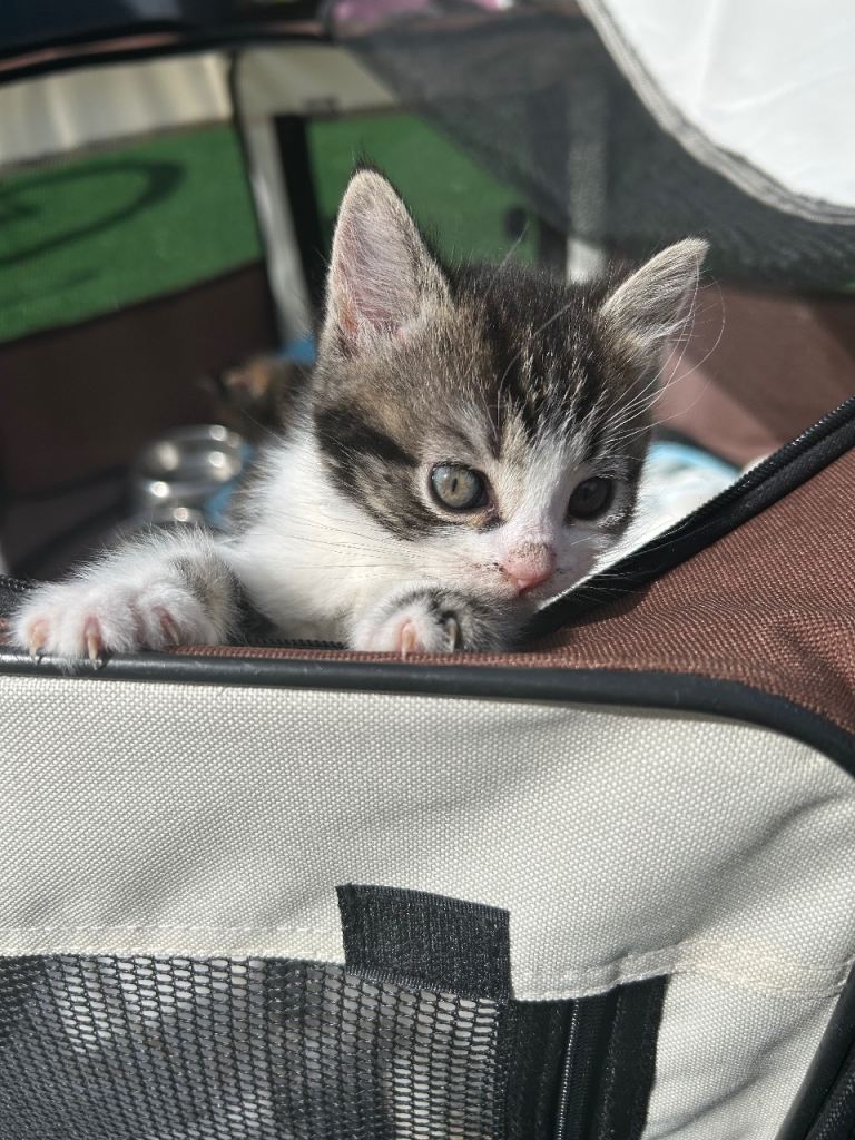 Last little girl looking for her forever home 