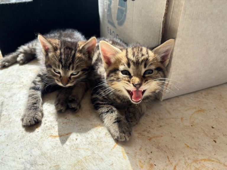 Kittens