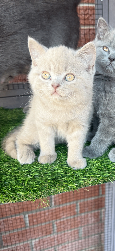 Chunky British short hair kittens ready now! 