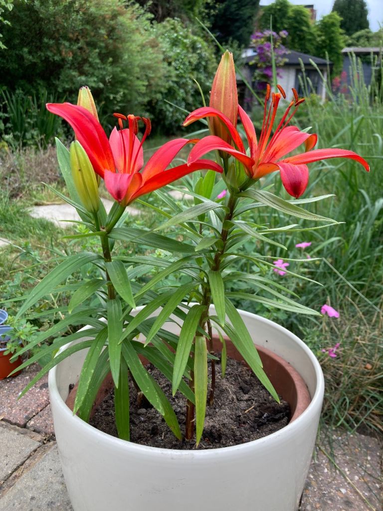 Beautiful Red Lily