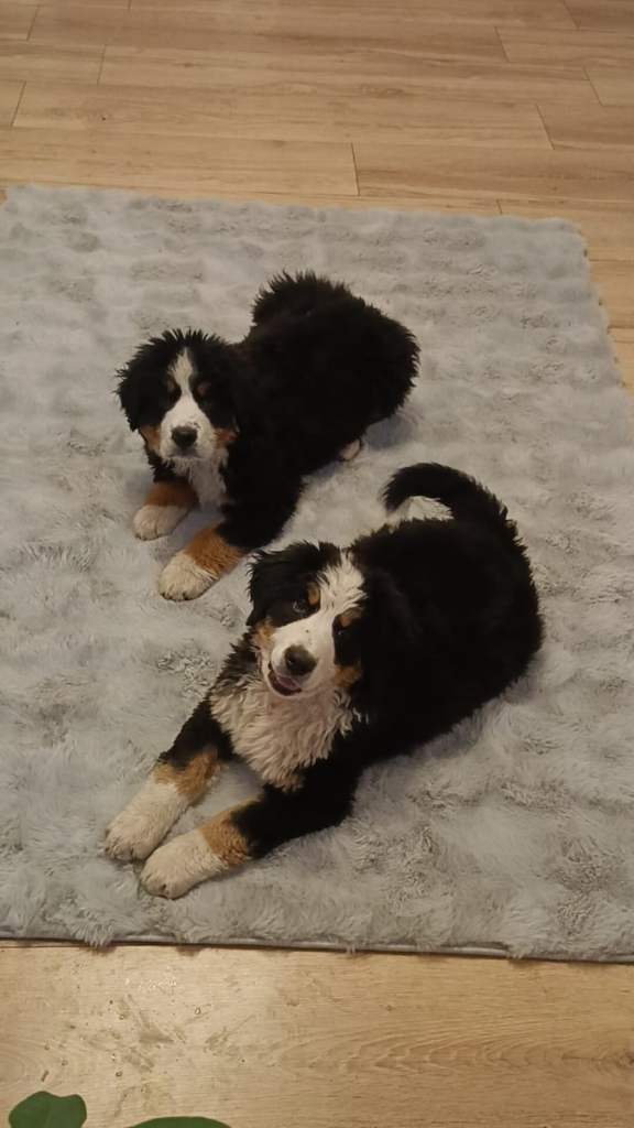  Bernese Mountain Dog – 4 Months Old – Loving Home Needed