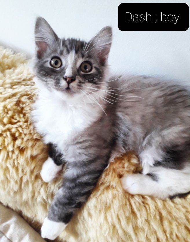 Maincoon × Ragdoll ( Ragcoon)  READY NOW