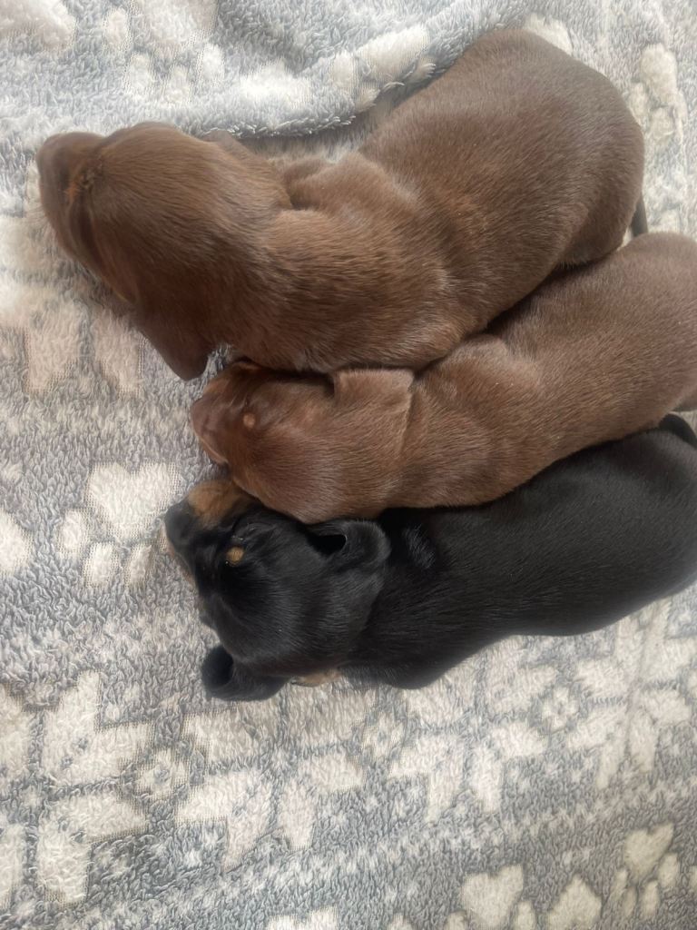 Miniature dachshund puppies 