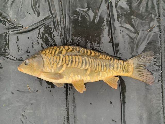 Mirror Carp (Various sizes 10-12 Inches)