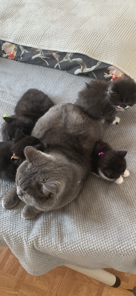 Kittens for sale 