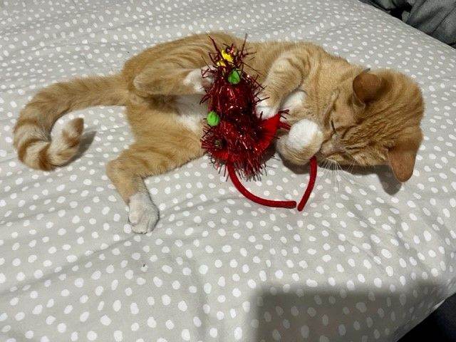 Puppy for sale - test advert 