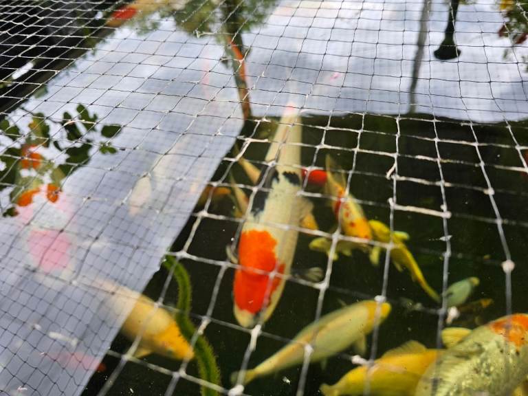 Koi fish pond big