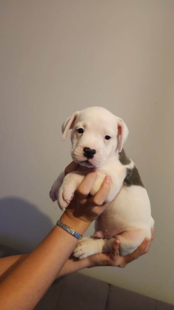Chunky american bulldog x Staffordshire Bull Terrier 