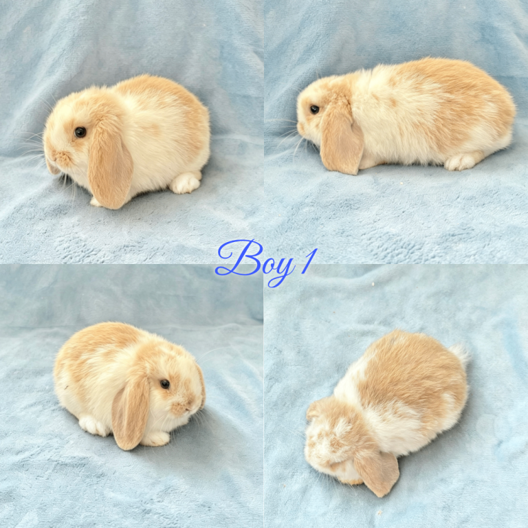 Baby Mini Lops Ready to leave now 