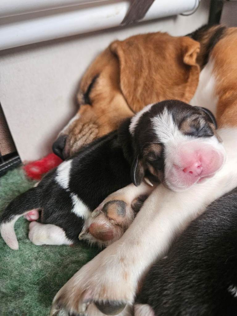 KC Registered pure Beagle puppies champion generation