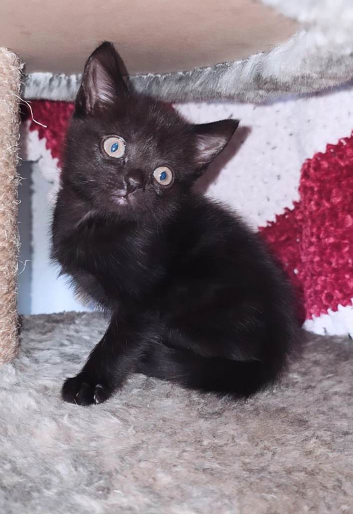 Kittens For Sale