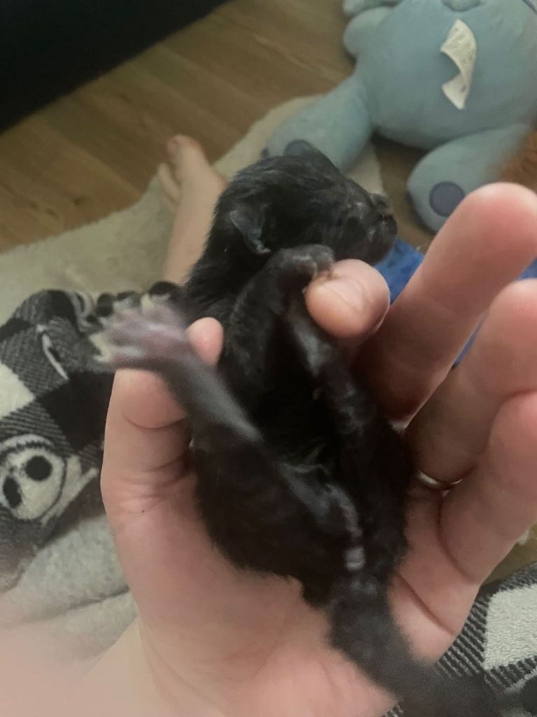 Adorable kittens looking for home 