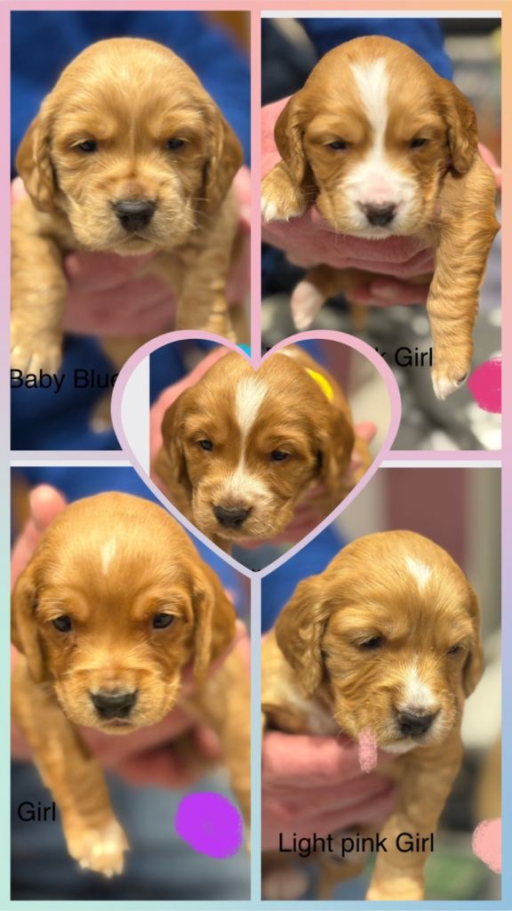  Bocker- Beagle x Cocker Spaniel Puppies