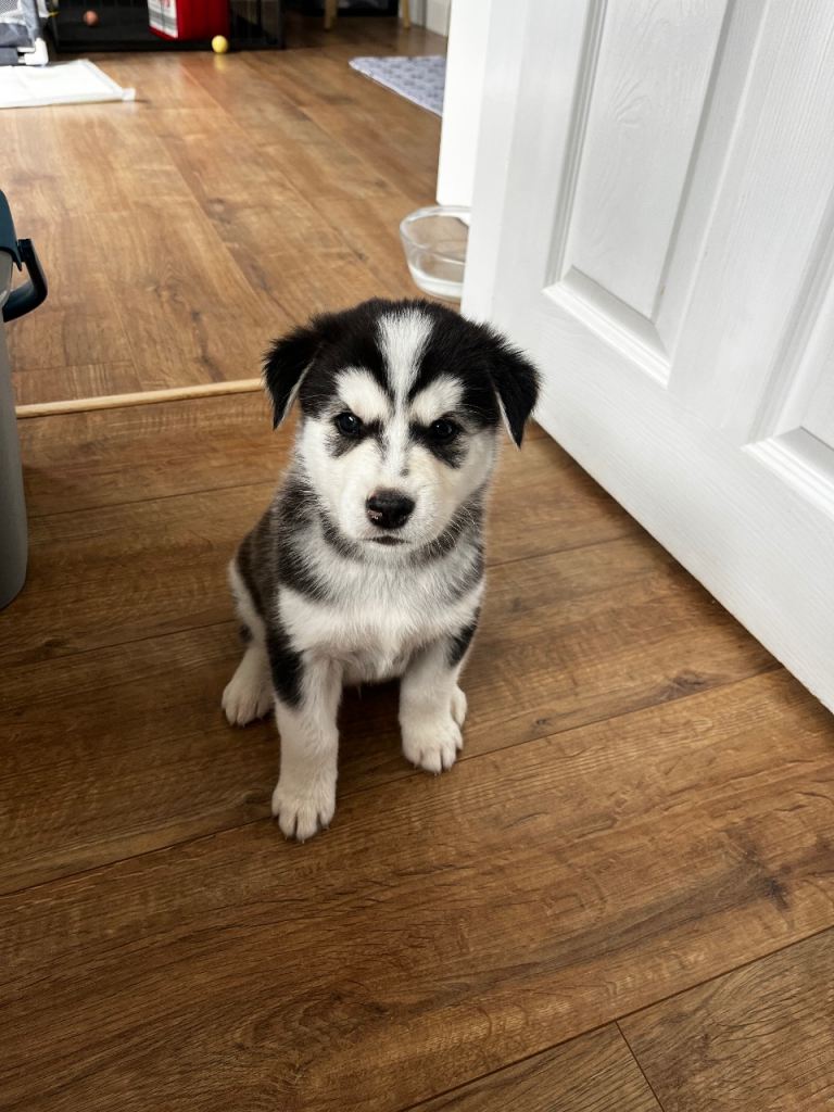 Husky x Labrador 