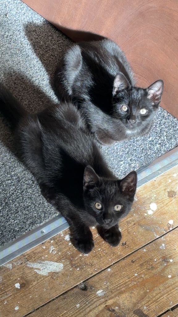 2 black boy kittens for sale