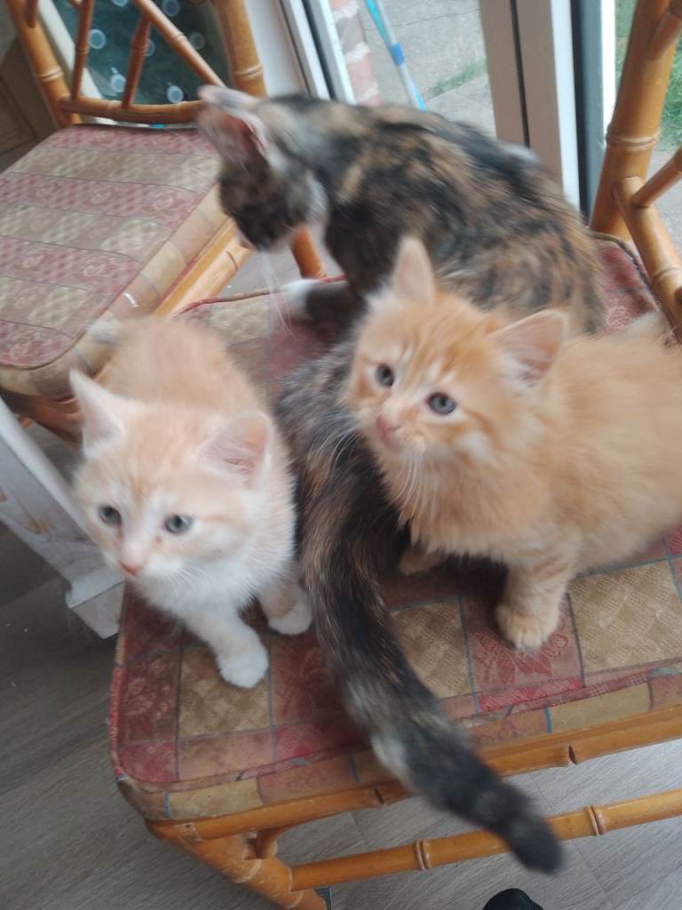 Kittens for sale
