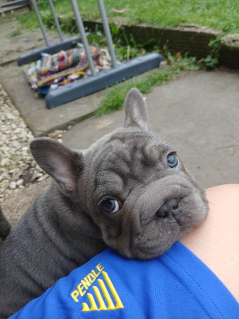 French Bulldog puppies 