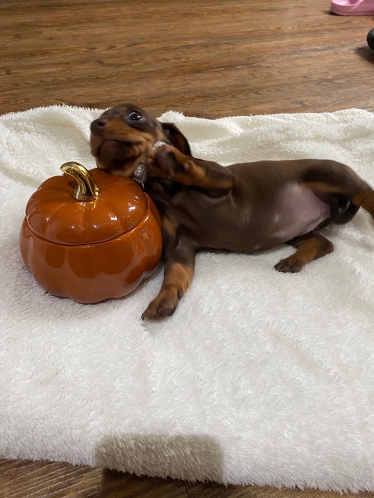 Dachshund puppies for sale 