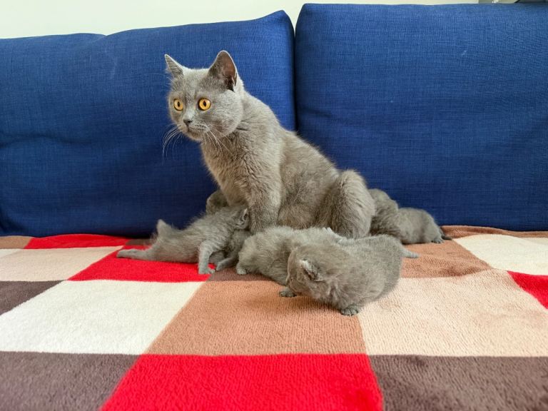 British Shorthair