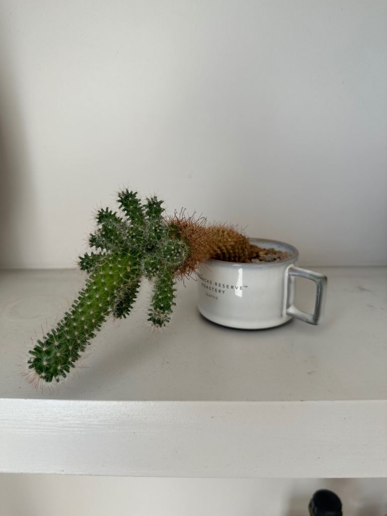 Starbucks Reserve Cactus Plant in Ceramic Pot